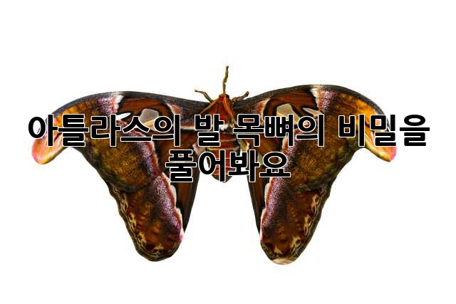 아틀라스의 발: 목뼈의 비밀을 풀어봐요!